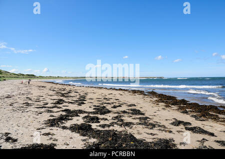 Auf Beadnell Strand an der Küste von Northumberland in Northumbria Algen Stockfoto