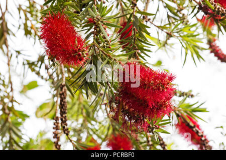 Zitronenbaum Flasche Bürste (Zylinderputzer Citrinus) in voller Blüte Stockfoto