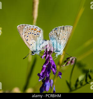 Die nördliche Blau oder Blau (Plebejus Idas idas) Verpaarung in unserem Hinterhof in Uppland, Schweden Stockfoto