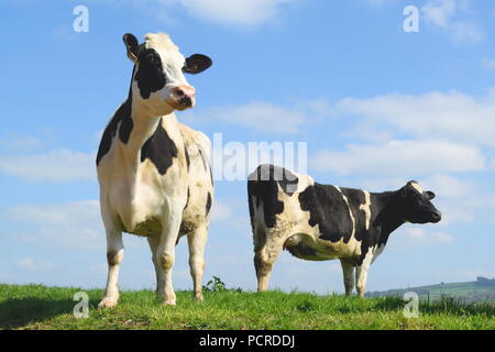 Britische friesische Kühe grasen auf einer landwirtschaftlichen Nutzfläche in Devon Stockfoto