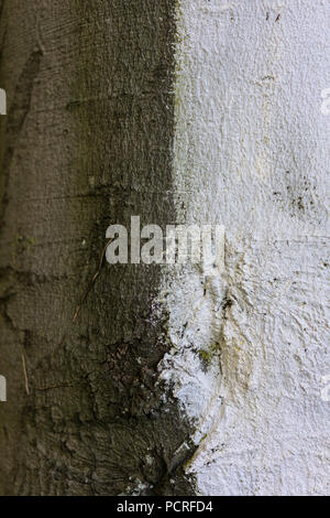 Baumstamm von Fagus silvatica pendula Buche Nahaufnahme Stockfoto