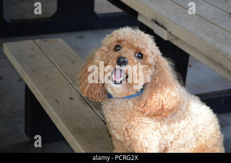 Cute Cockapoo Hund lächelt glücklich an der Kamera für Nahaufnahme Foto beim Sitzen auf einem Picknicktisch Stockfoto