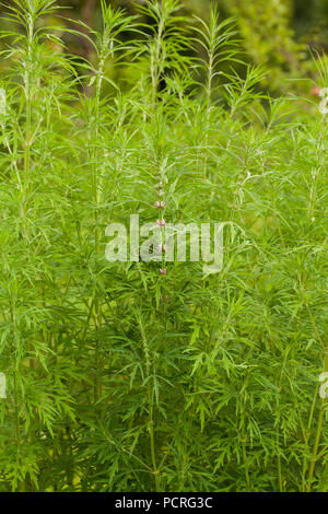 Leonurus sibiricus, die gemeinhin als honeyweed oder Siberian Motherwort, ist eine krautige Pflanzenarten heimisch in China, der Mongolei und Sibirien. Es wird verwendet Stockfoto