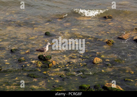 Möwe auf einem Felsen am Ufer des Tejo. In Lissabon, Portugal. Stockfoto