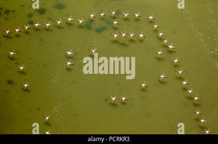 Camargue, Flamingos über dem niedrigen Gewässern der Camargue, Flamingos (Phoenicopteridae), Greater Flamingo (Phoenicopterus Roseus), Saintes-Maries-de-la-Mer, Bouches-du-Rhône der Region Provence-Alpes-Côte d'Azur, Frankreich Stockfoto