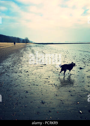 Hund am Ufer Stockfoto