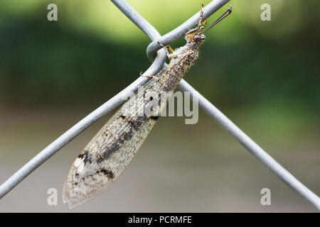 Nahaufnahme eines geflügelten Insekten auf einem Metallzaun Stockfoto