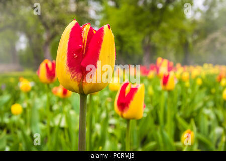 Tulpe Stockfoto