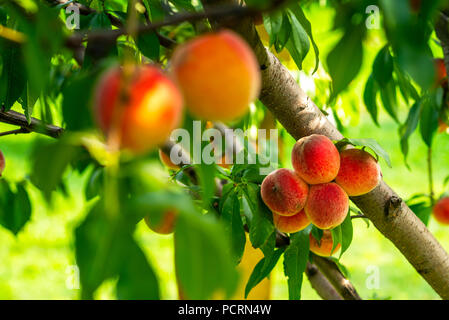 Reife Pfirsiche auf einem Baum Stockfoto