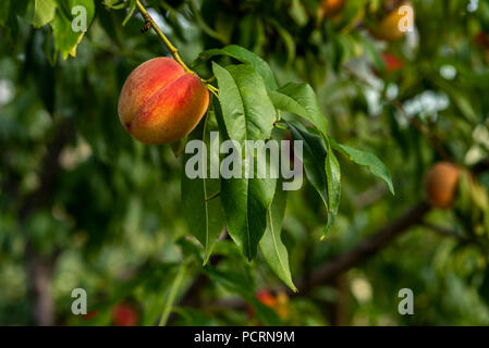 Reife Pfirsiche auf einem Baum Stockfoto