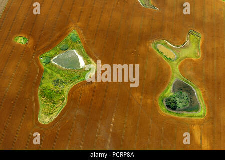 Luftaufnahme, geerntete Feld mit Teichen und Wiese Inseln, grafische Elemente, Damshagen, Mecklenburg-Vorpommern, Deutschland, Europa Stockfoto