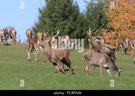 Rotwild auf der Wiese, brünstige Zeit Stockfoto