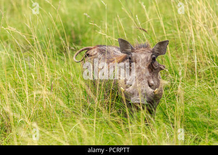 Big hairy Warzenschwein beobachtete aus dem grünen Gras, Khama Rhino Sanctuary Erhaltung, Botswana Stockfoto