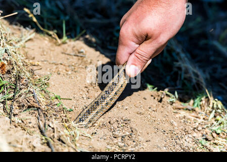 Fang Steppe ratsnake oder elaphe Dione Stockfoto