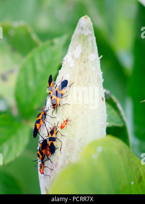 Ein Cluster von großen milkweed Bugs fest auf einem Milkweed Pod an Yates Mühle County Park in Raleigh North Carolina Stockfoto