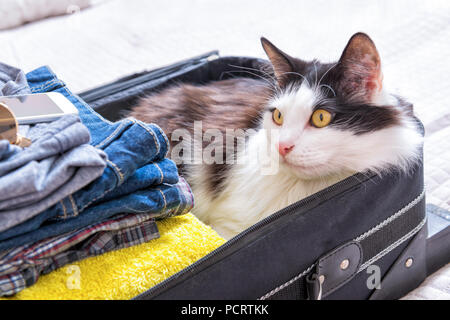 Katze sitzt im Koffer oder Tasche und warten auf eine Reise. Reisen mit Haustieren Konzept Stockfoto