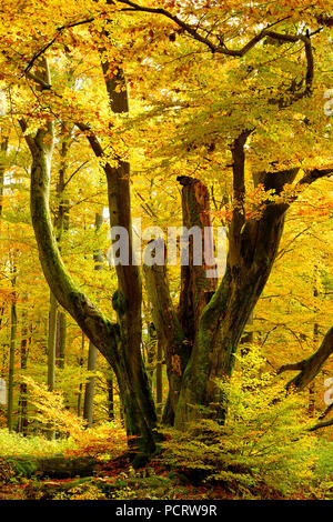 Riesige alte moosbedeckte Buche in der naturnahen foliaceous Wald im Herbst, Naturpark Spessart, Weibersbrunn, Bayern, Deutschland, Europa Stockfoto