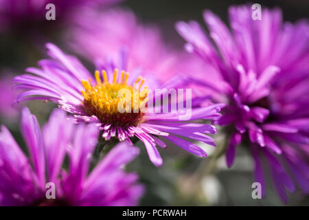 Blühende symphyotrichum Aster, Aster novae-angliae, New England aster, Medium close-up, Stockfoto