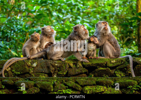 Long-tailed Makaken (Macaca fascicularis), Affe Familie mit Babys, monkey baby, Steinmauer, Affenwald von Ubud, Heilige Affenwaldstation, Padangtegal, Ubud, Bali, Indonesien, Asien Stockfoto