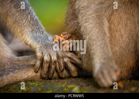 Long-tailed Makaken (Macaca fascicularis), Affe Hände von Mutter und Monkey Baby, Familie mit Babys, monkey baby, Steinmauer, Affenwald von Ubud, Heilige Affenwaldstation, Padangtegal, Ubud, Bali, Indonesien, Asien Stockfoto