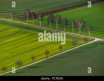 Reihen von Bäumen auf asphaltierten Feldwegen, Aussaat von Wintergetreide, Ackerland, Felder, Gabel, Luftaufnahme von Hamm, Ruhrgebiet Stockfoto