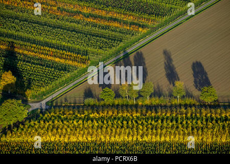 Baum Zeile, Felder, Blätter im Herbst, Baum, Bäume, Schatten, Strukturen, Luftaufnahme der Stadt Werl, Soester Börde Stockfoto