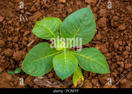 Tabak (Nicotiana), Tabak Pflanzen, Viñales, Kuba, Pinar del Río, Kuba, Reisen, Insel, Großen Antillen, Stockfoto