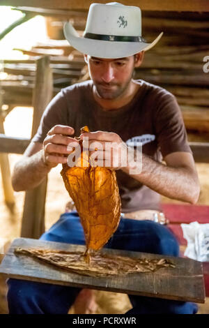 Tabak Landwirt, Tabak Bauer Luis Manne Alvares Rodrigues schnitten und Rollen einer Zigarre aus Tabak, Tabak Bauernhof im Tal von Vinales, Viñales, Kuba, Pinar del Río, Kuba Stockfoto