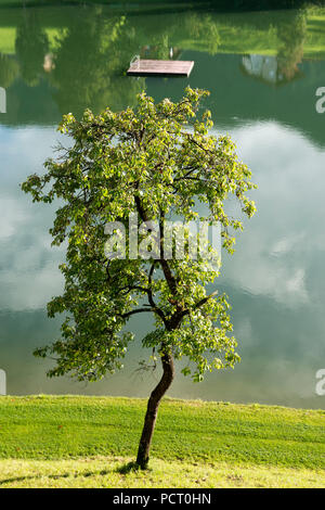 Österreich, Tirol, Alpbachtal, Reith im Alpbachtal, Reither Bäume zu sehen. Stockfoto