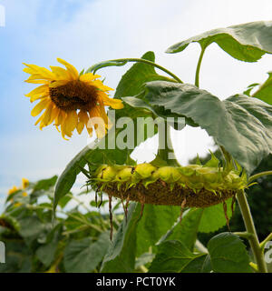 Sonnenblumen hängen stark mit Samen im Sommergarten und blauer Himmel. Blick vom Boden aus Stockfoto