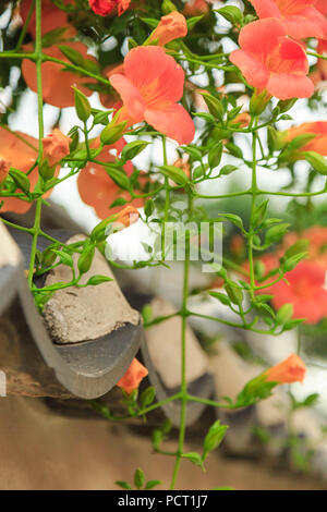 Campsis grandiflora (Chinesisch Trompete Kriechgang) in voller Blüte Kaskadierung über eine traditionelle koreanische Schlamm Wand in das Dorf Bukchon Hanok, Seoul, Südkorea. Stockfoto