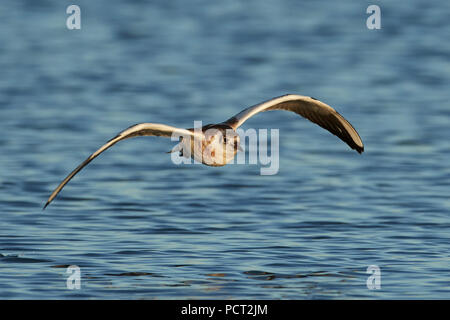 Juvenile Lachmöwe in natürlicher Umgebung in Dänemark Stockfoto