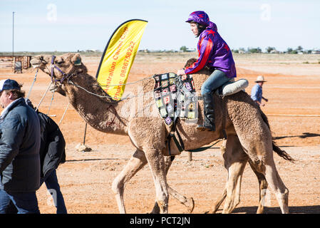 Kamel-rennen, Marree, Outback Australien Stockfoto