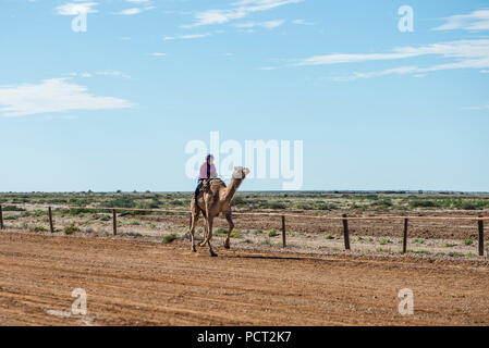 Kamel-rennen, Marree, Outback Australien Stockfoto