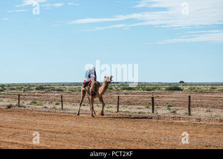 Kamel-rennen, Marree, Outback Australien Stockfoto