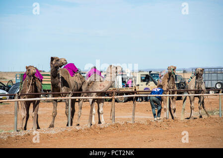 Kamel-rennen, Marree, Outback Australien Stockfoto