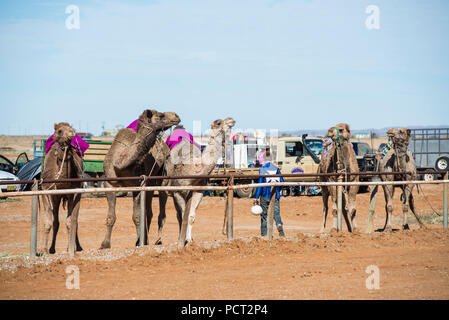 Kamel-rennen, Marree, Outback Australien Stockfoto