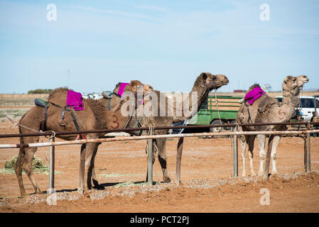 Kamel-rennen, Marree, Outback Australien Stockfoto