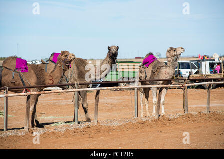 Kamel-rennen, Marree, Outback Australien Stockfoto