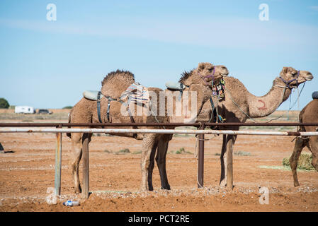 Kamel-rennen, Marree, Outback Australien Stockfoto