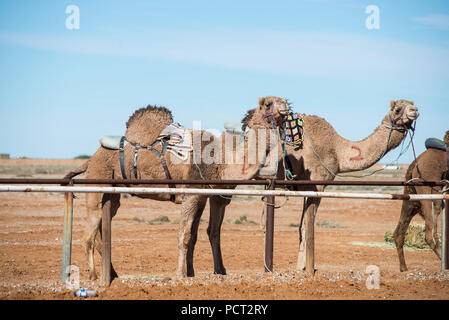 Kamel-rennen, Marree, Outback Australien Stockfoto