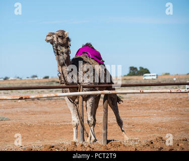 Kamel-rennen, Marree, Outback Australien Stockfoto