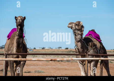 Kamel-rennen, Marree, Outback Australien Stockfoto