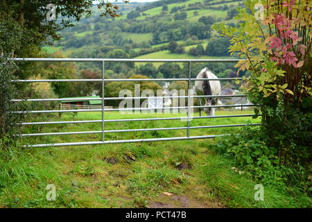 Nicht füttern die Pferde, Foto von einem Pferd Fütterung auf ein Feld hinter einem Tor mit einem Warnzeichen zu fragen, nicht in Glyn Ceiriog Wales UK zu füttern Stockfoto