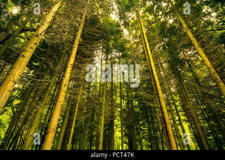 Low Angle View der hohen Bäume in den öffentlichen Parks. Stockfoto