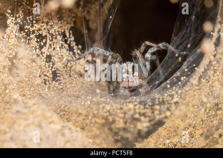 Grabende Wolf Spider und Web Eingang auf der Pawnee National Grassland in Colorado zu Graben Stockfoto