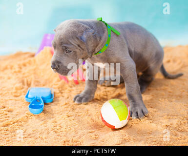 Deutsche Dogge Welpe mit seinen Kopf tief in den Sand Stockfoto