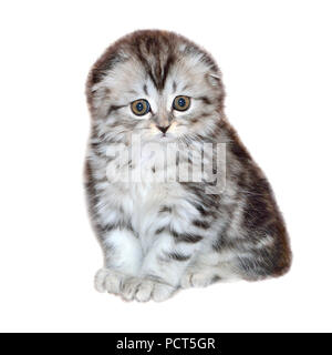 Portrait von kleine Katze von Highland Fold oder oder Scottish Fold langhaarige und Klappe-eared Rasse mit Fell schwarz Marmor auf Silber, Nahaufnahme, Stockfoto
