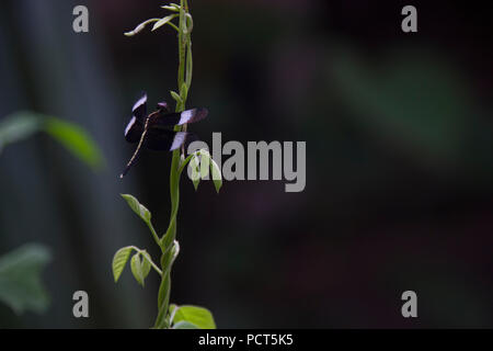 Männliche Pied Paddy Skimmer seine Flügel ausbreitet, sich ausruhen und das Festhalten an einem Kriechgang während der Dämmerung Stockfoto