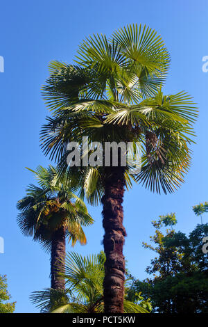 Zwei Palmen über den blauen Himmel Foto Stockfoto